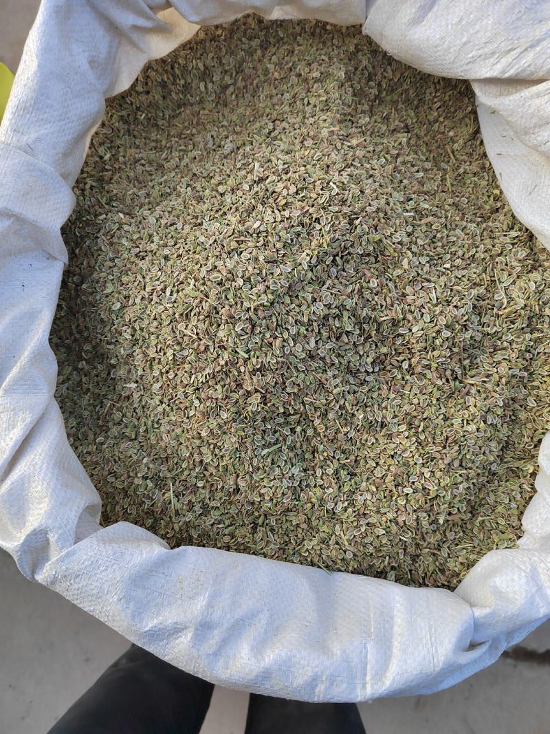 精品防风种子，2022年产地的，纯精品防风种子。保证质量