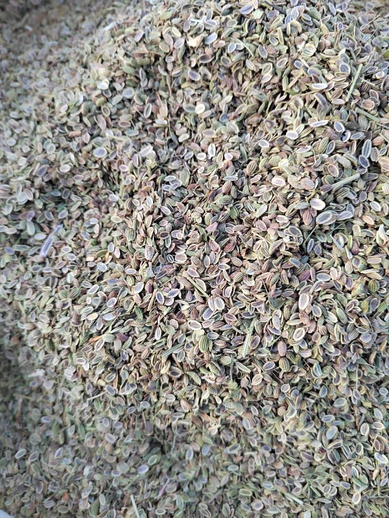 精品防风种子，2022年产地的，纯精品防风种子。保证质量