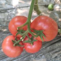 西红柿精品货