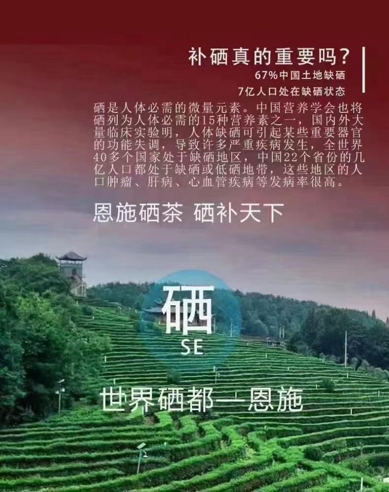 供应恩施毛尖茶新茶春茶明前茶硒茶。