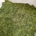恩施富硒贡芽芽尖茶清香型绿茶批发零售