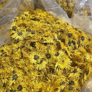 金丝皇菊批发