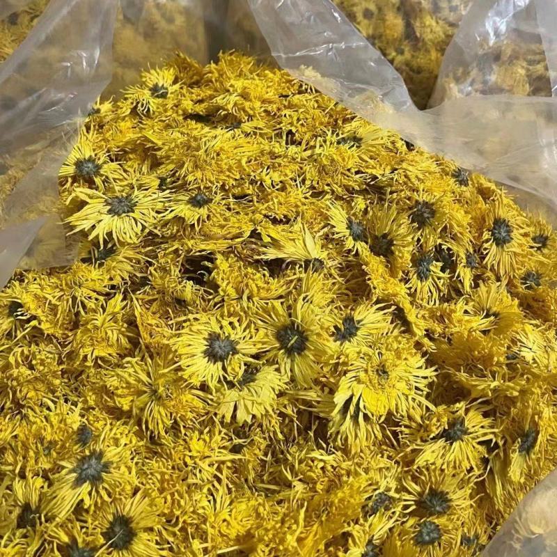 金丝皇菊批发