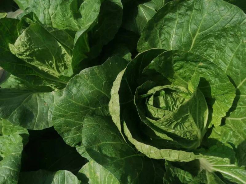 四川成都精品黄心大白菜常年供应，质量保证一手基地货源