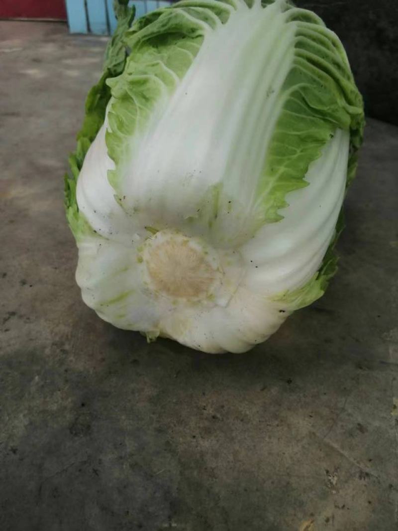 四川成都精品黄心大白菜常年供应，质量保证一手基地货源