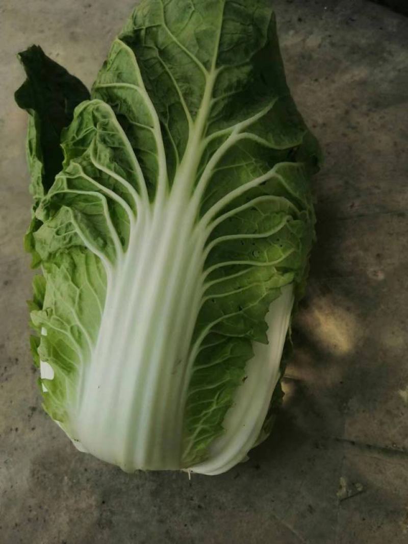 四川成都精品黄心大白菜常年供应，质量保证一手基地货源