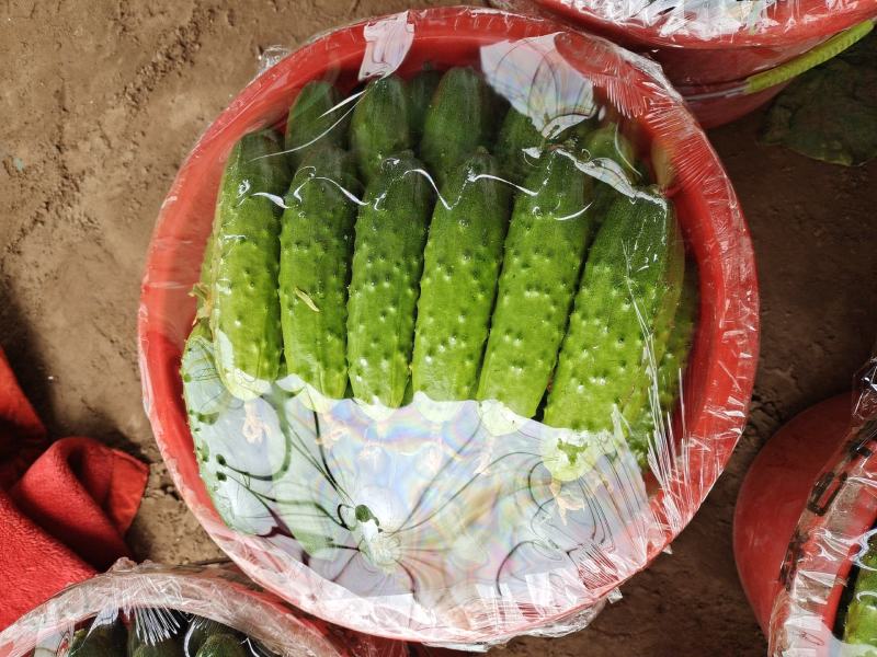 唐山滦州市精品秋黄瓜大量上市