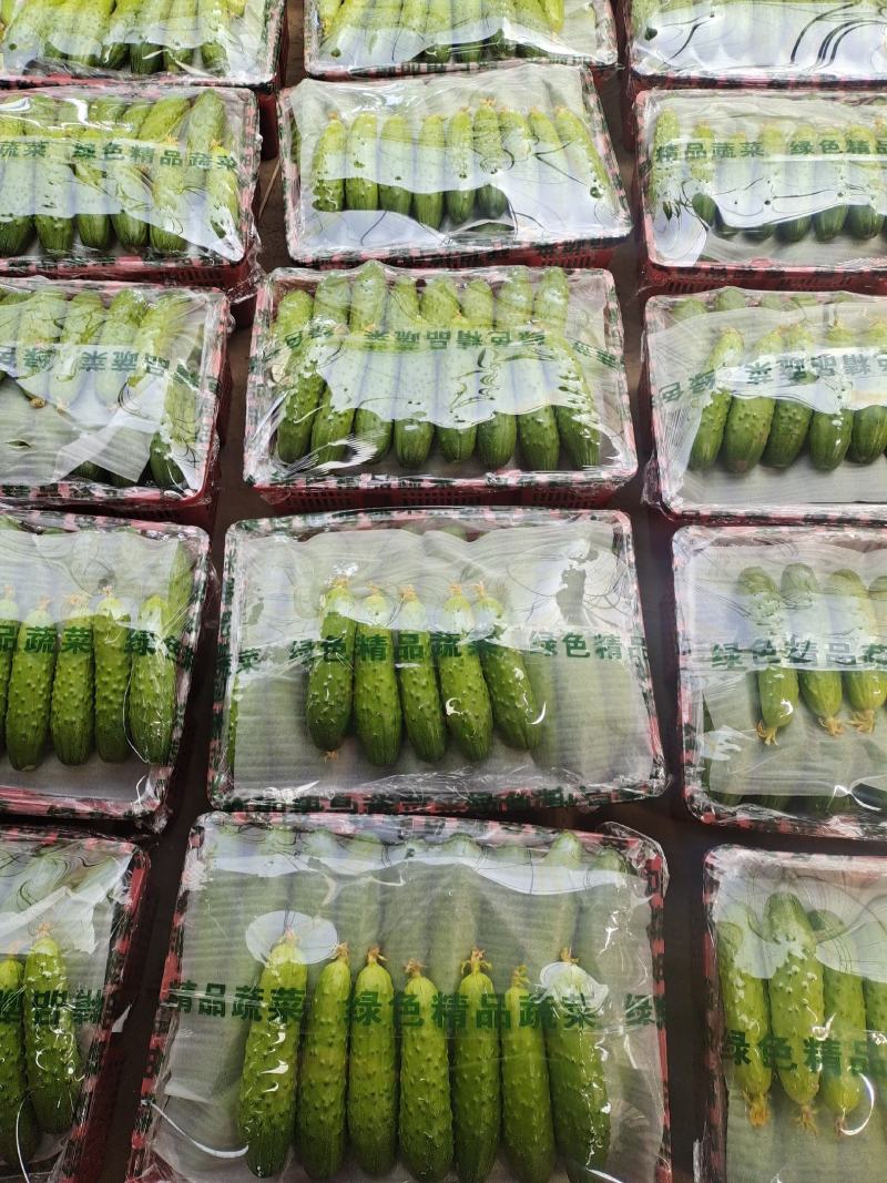 唐山滦州市精品秋黄瓜大量上市