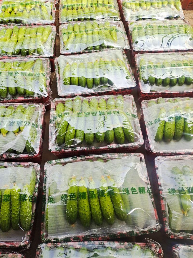 唐山滦州市精品秋黄瓜大量上市