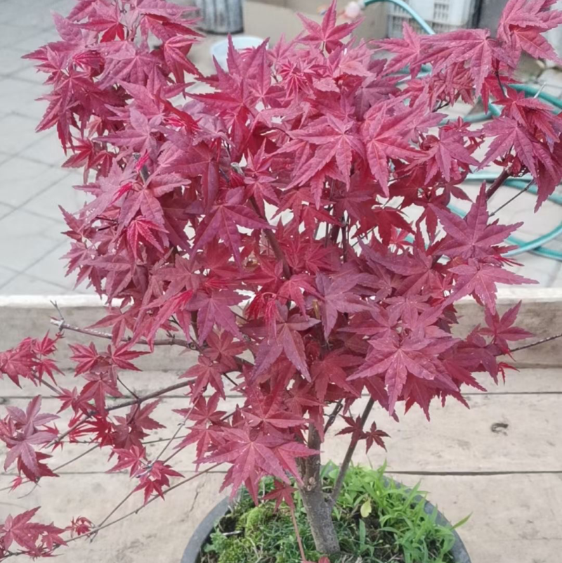 红枫盆栽基地出货规格齐全量大优惠