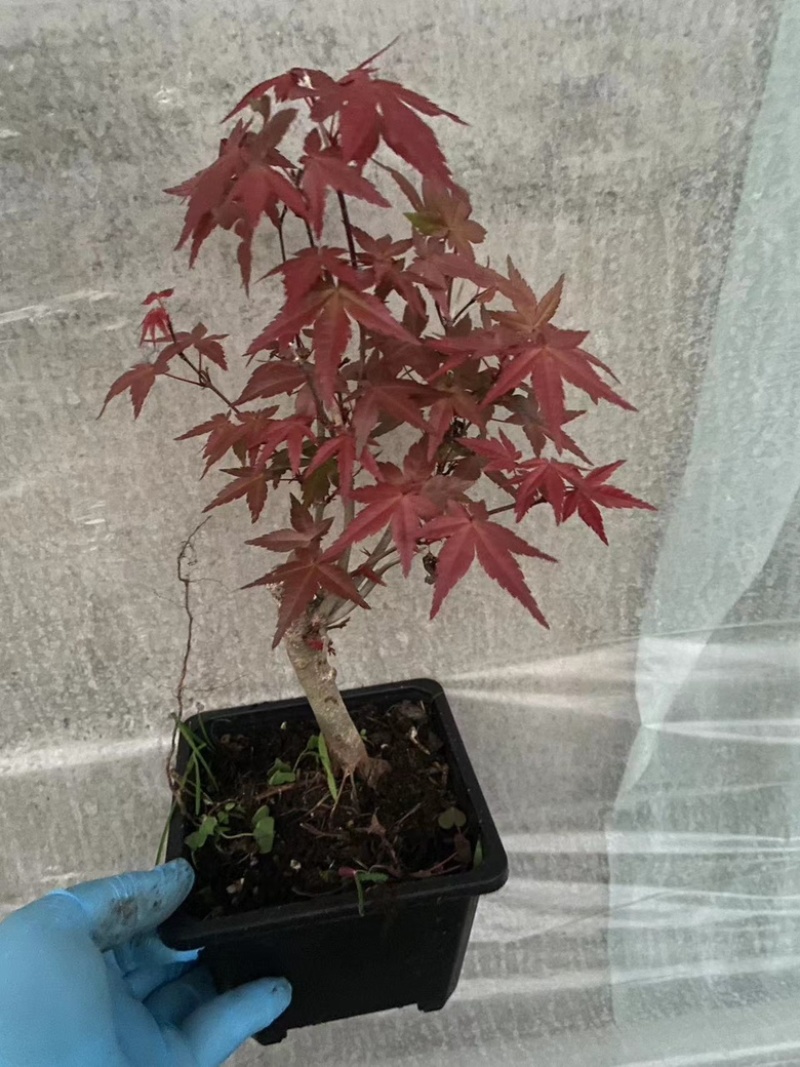 红枫盆栽基地出货规格齐全量大优惠