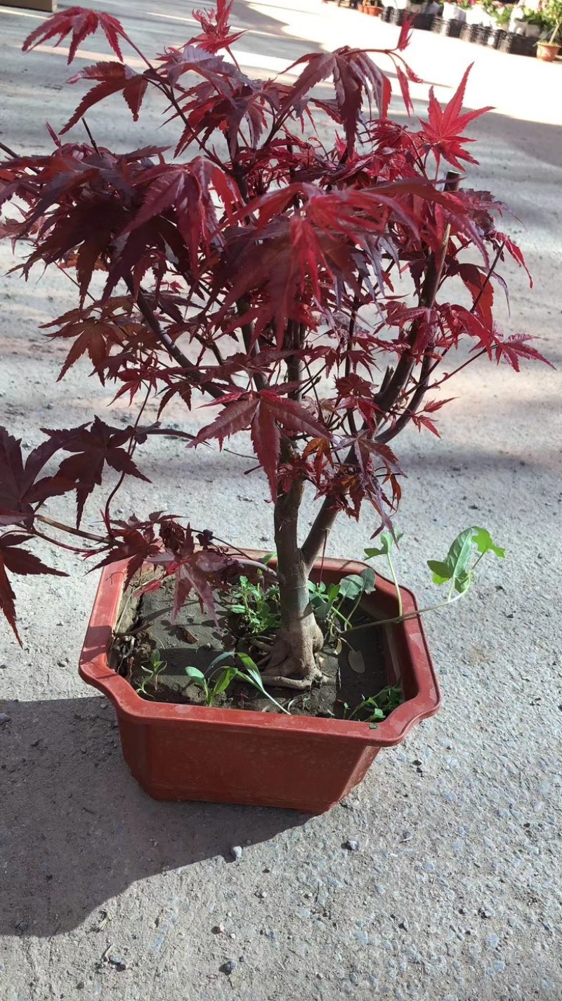 红枫盆栽基地出货规格齐全量大优惠