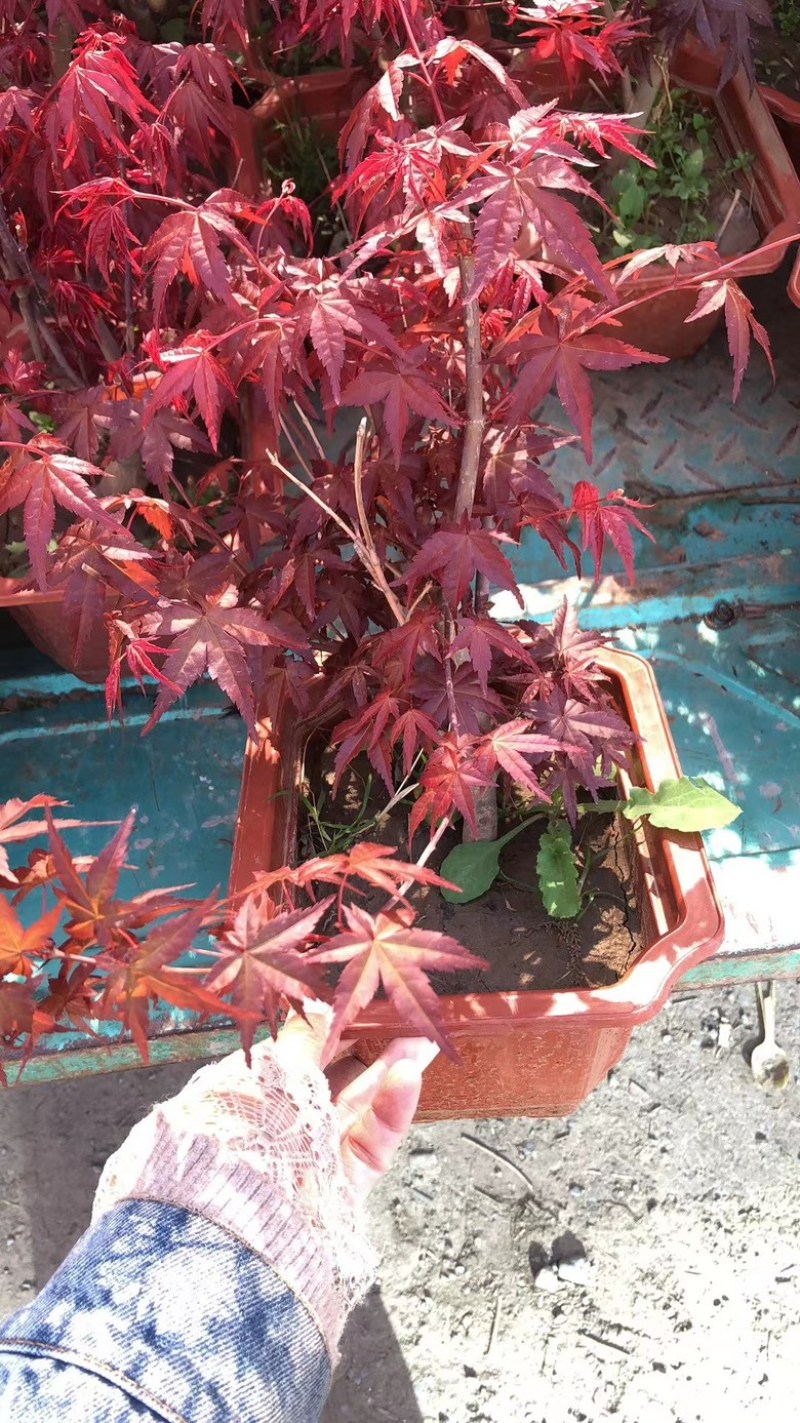 红枫盆栽基地出货规格齐全量大优惠