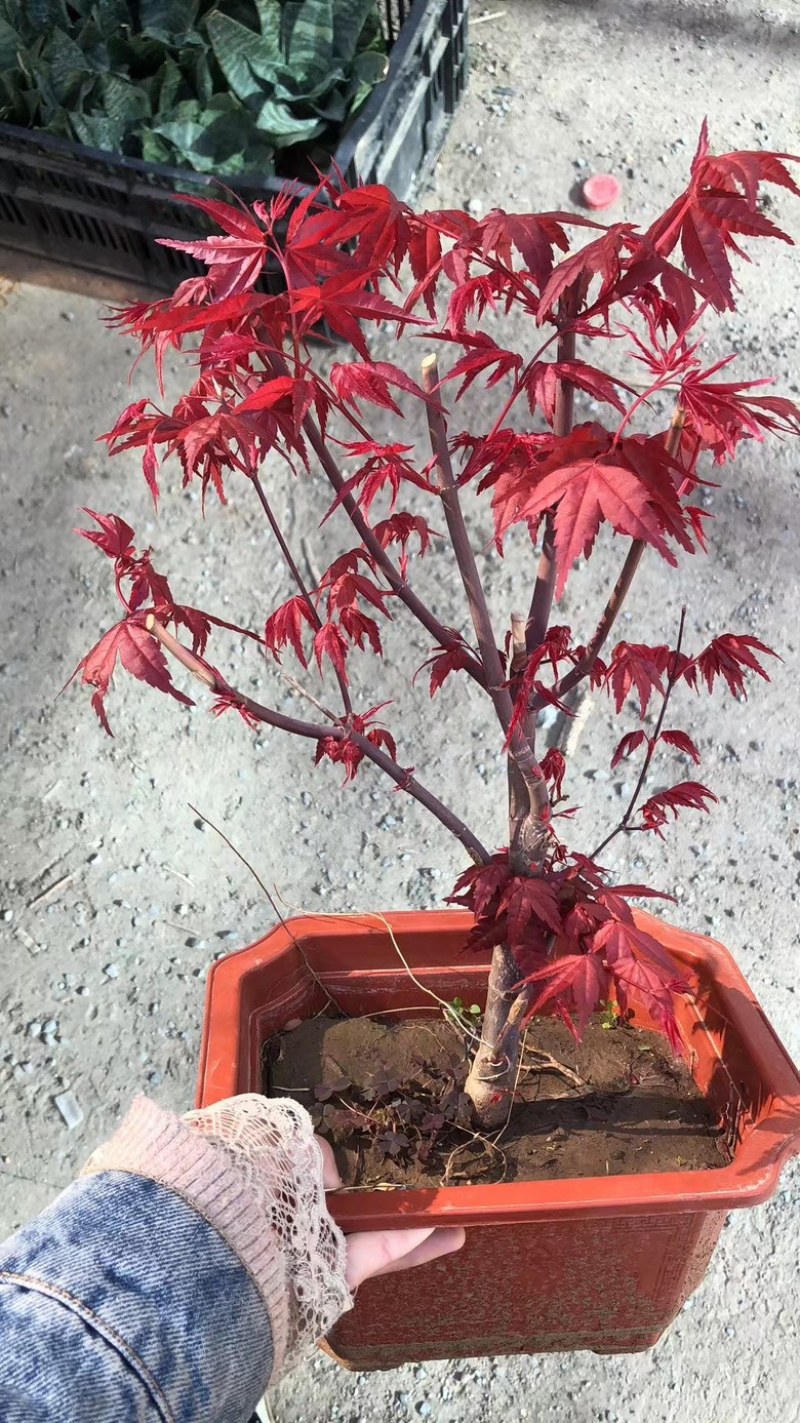 红枫盆栽基地出货规格齐全量大优惠
