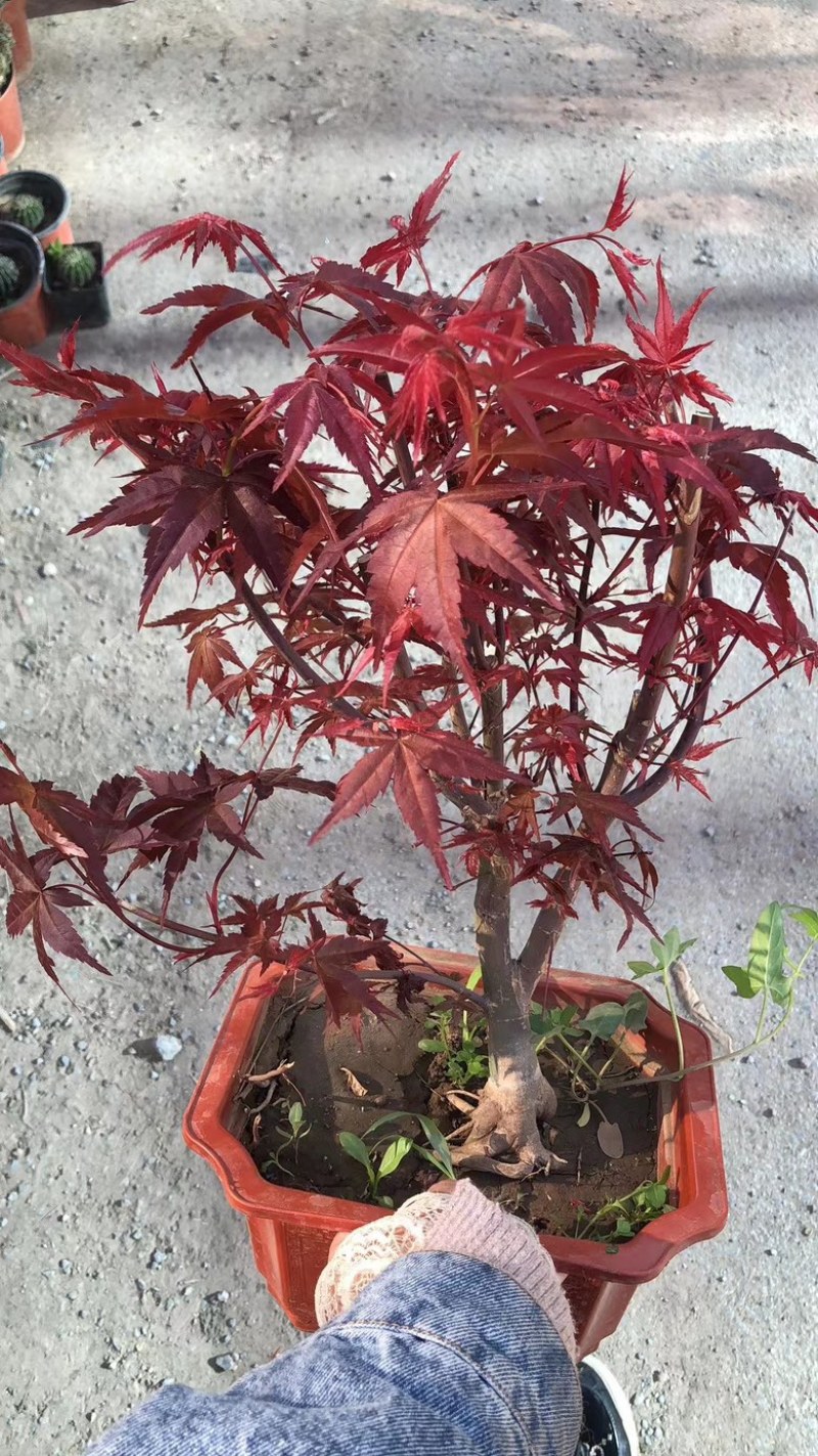 红枫盆栽基地出货规格齐全量大优惠