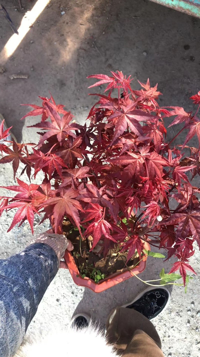 红枫盆栽基地出货规格齐全量大优惠