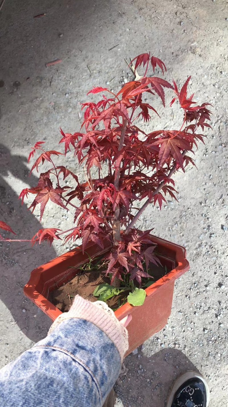 红枫盆栽基地出货规格齐全量大优惠