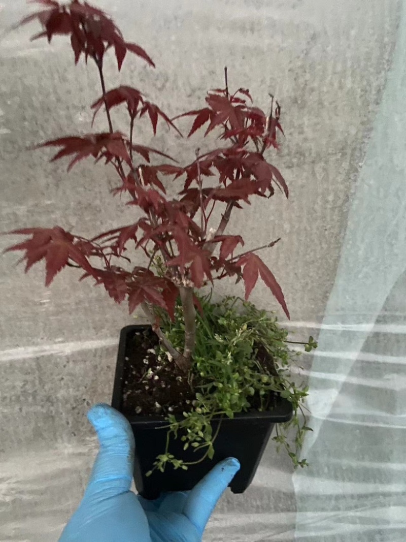 红枫盆栽基地出货规格齐全量大优惠