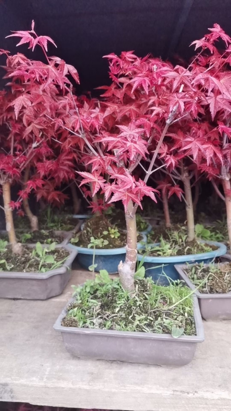 红枫盆栽基地出货规格齐全量大优惠