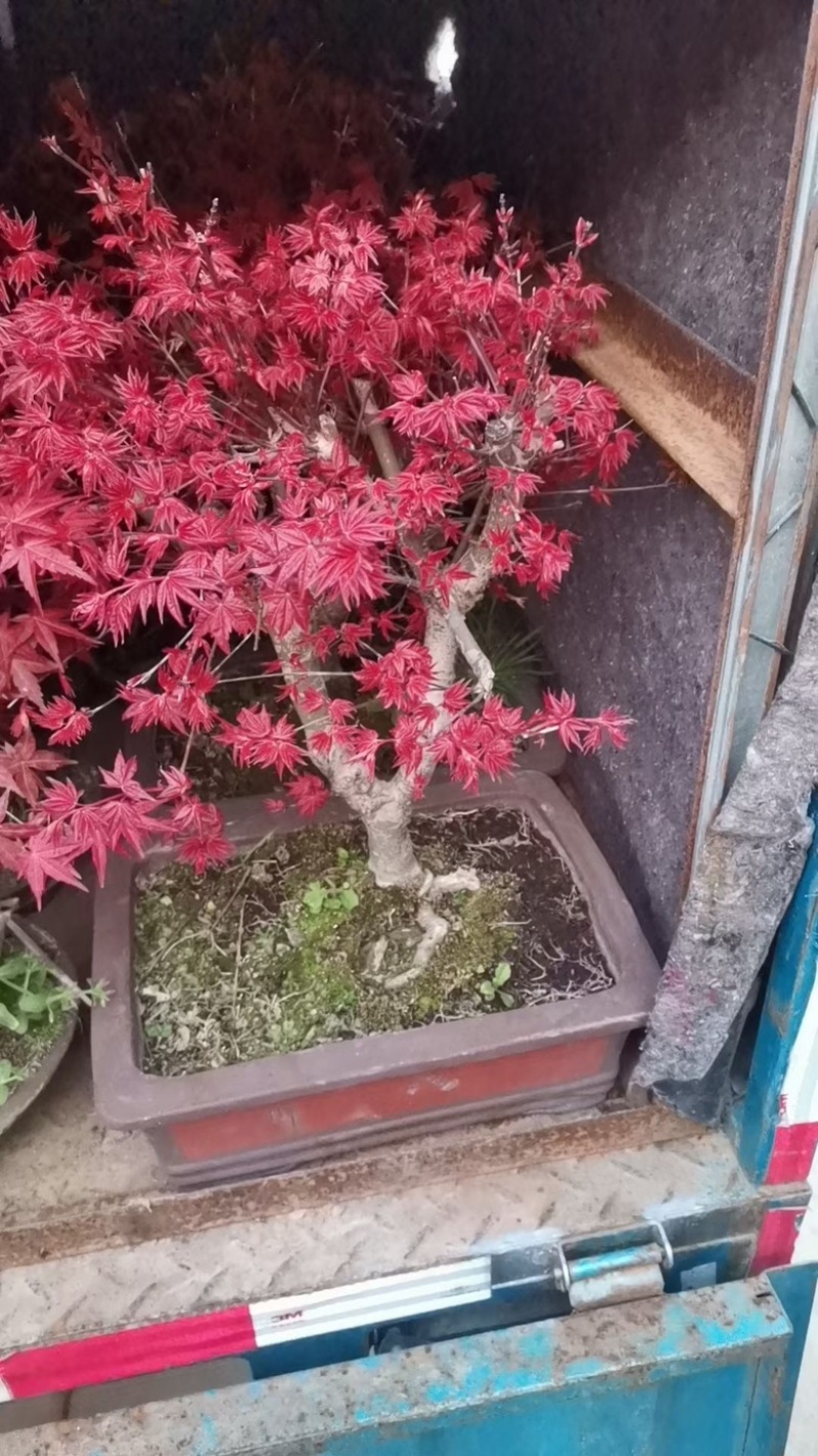 红枫盆栽基地出货规格齐全量大优惠