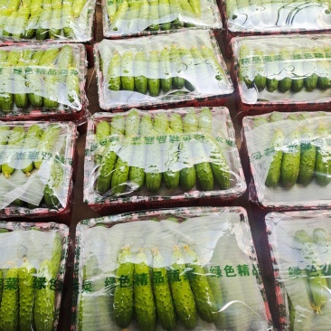 唐山滦州市精品秋黄瓜大量上市