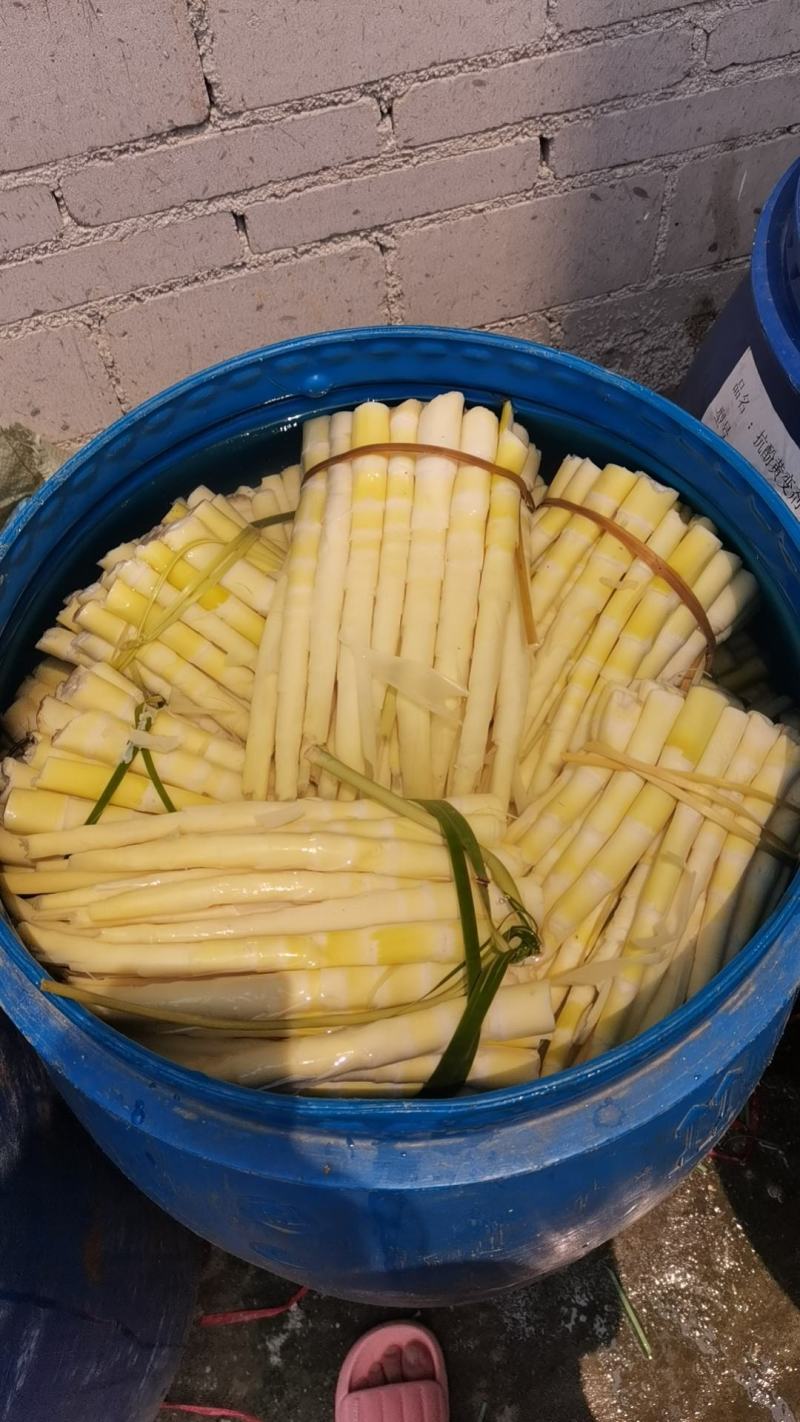 大量供应小甜笋