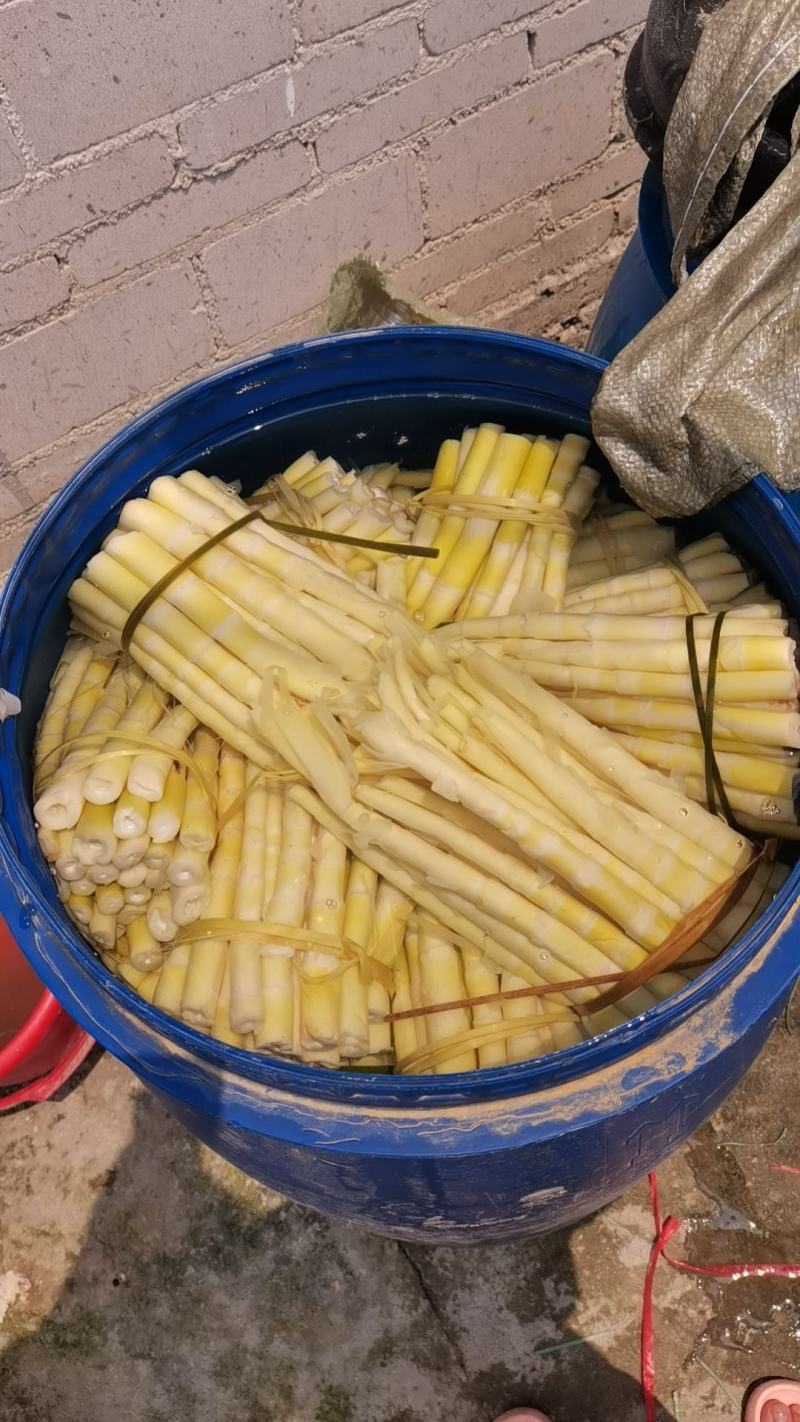 大量供应小甜笋