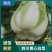 四川成都精品黄心大白菜常年供应,质量保证一手基地货源