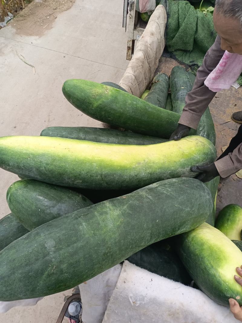 长年专业代收黑皮冬瓜保证质量，只装精品好冬瓜，质量一级