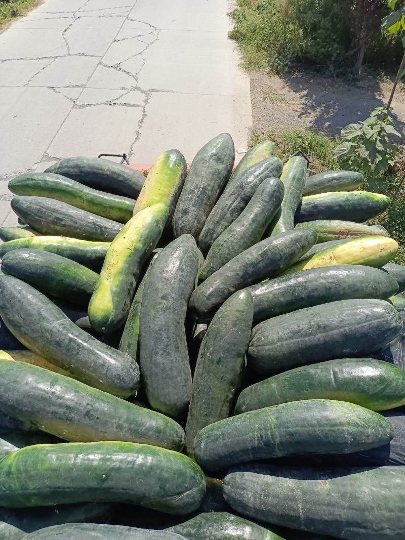 长年专业代收黑皮冬瓜保证质量，只装精品好冬瓜，质量一级