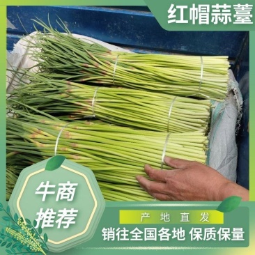 【实力热卖】河南蒜苔红帽蒜薹现拔现发可对接商超批发市场