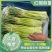 【实力热卖】河南蒜苔红帽蒜薹现拔现发可对接商超批发市场