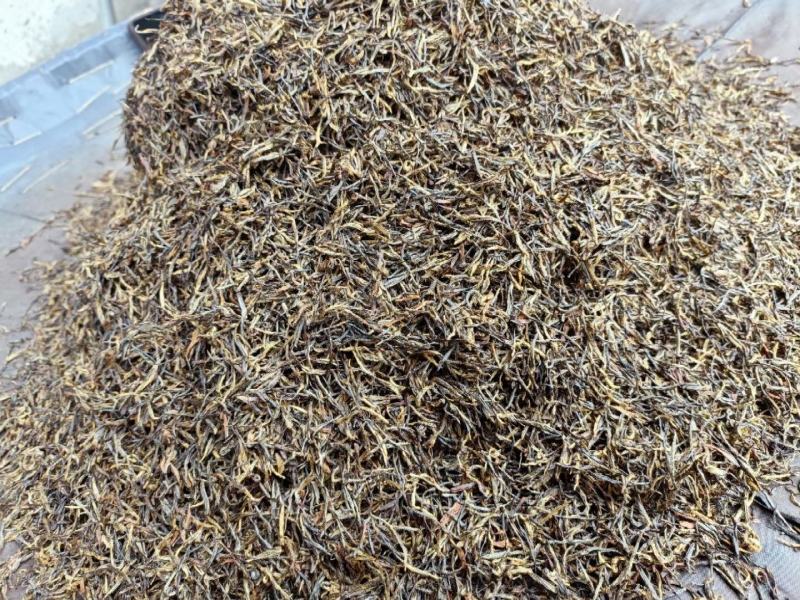 黄山正宗祁门红茶特产全国发货量大优化欢迎联系