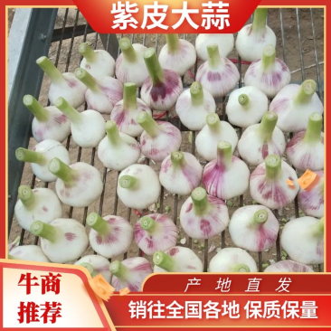 【实力热卖】淮阳紫皮大蒜产地直发保质保量一条龙服务