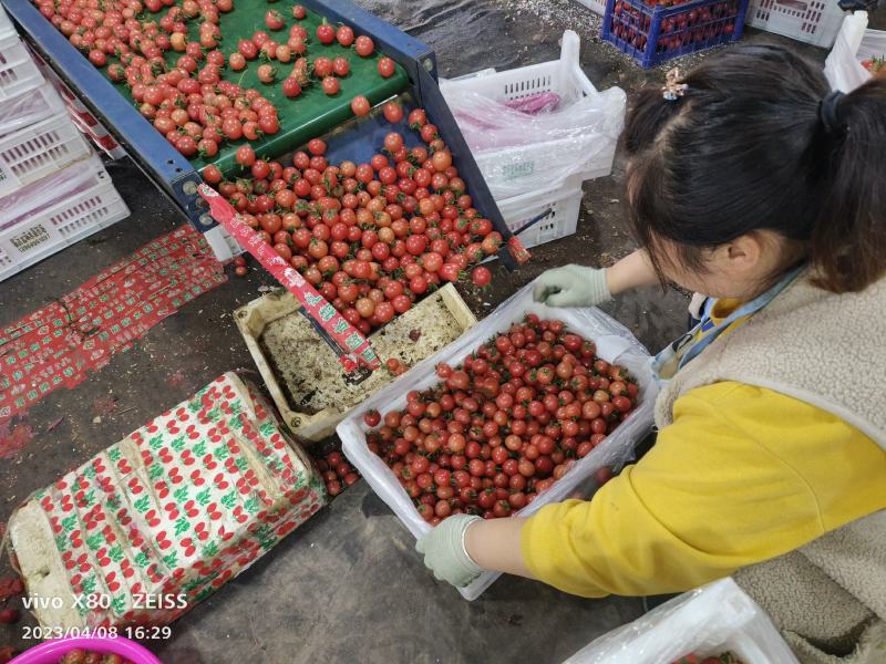 千禧圣女果，大量供应，有质有量，货源稳定，要的老板联系