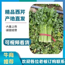 【西芹】河南芹菜万亩基地一手货源看视频实力供货发全国市场