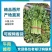 【西芹】河南芹菜万亩基地一手货源看视频实力供货发全国市场