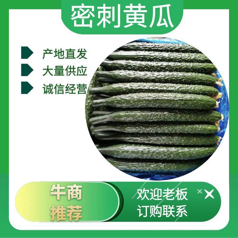 【密刺黄瓜】商丘夏邑原产地发货新鲜采摘顶花带刺一手货源