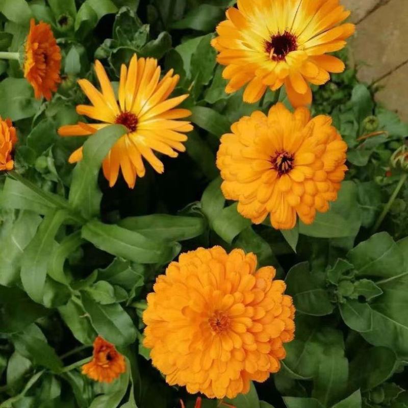 新采金盏菊种子长青花长生菊花籽四季播种开花庭院景观花海种