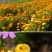 新采金盏菊种子长青花长生菊花籽四季播种开花庭院景观花海种