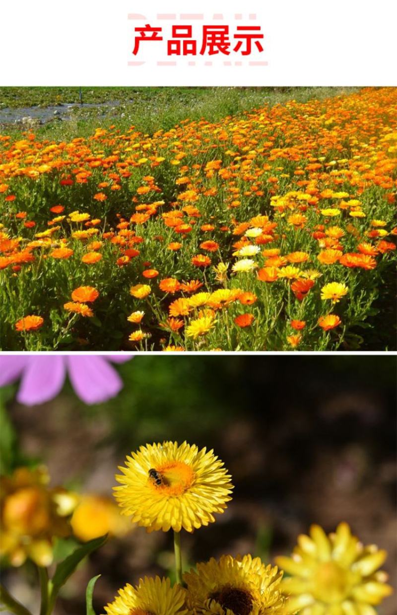 新采金盏菊种子长青花长生菊花籽四季播种开花庭院景观花海种