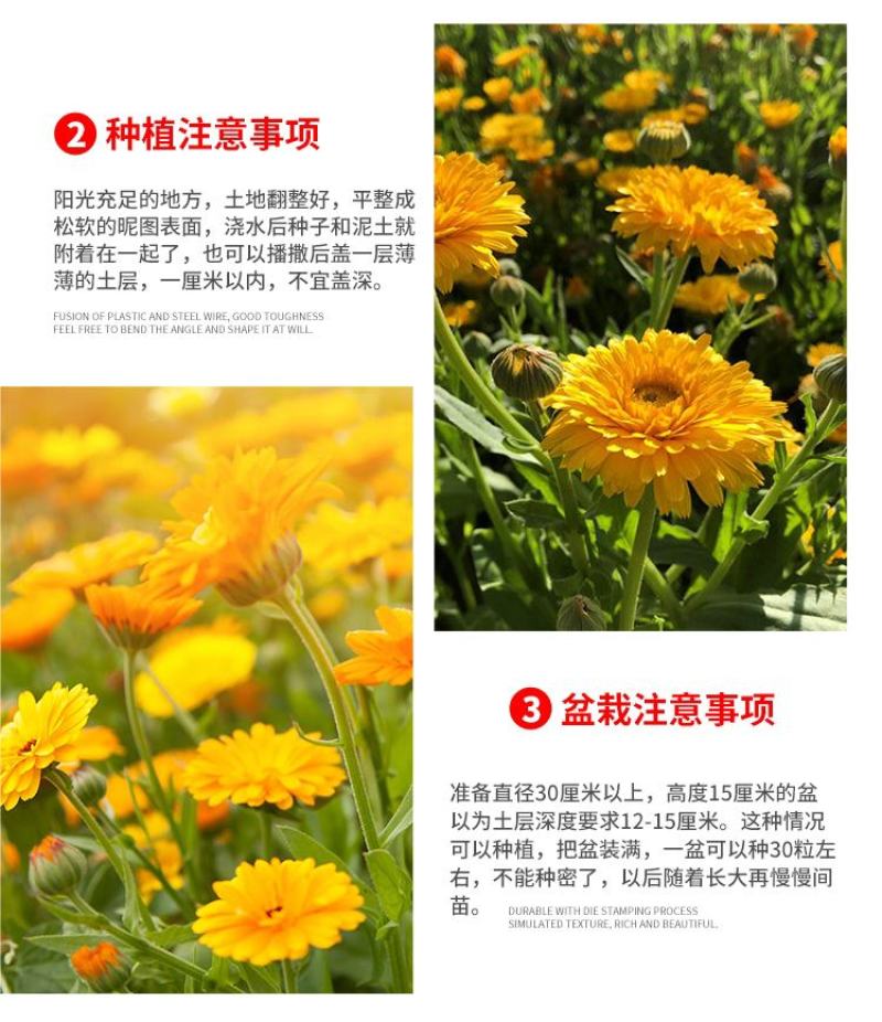 新采金盏菊种子长青花长生菊花籽四季播种开花庭院景观花海种
