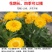 新采金盏菊种子长青花长生菊花籽四季播种开花庭院景观花海种