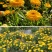 新采金盏菊种子长青花长生菊花籽四季播种开花庭院景观花海种