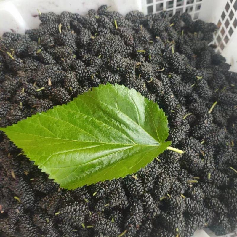 攀枝花桑葚干大量供应。
