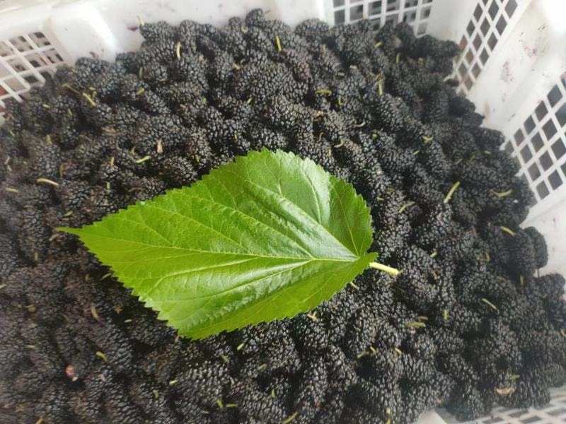 攀枝花桑葚干大量供应。