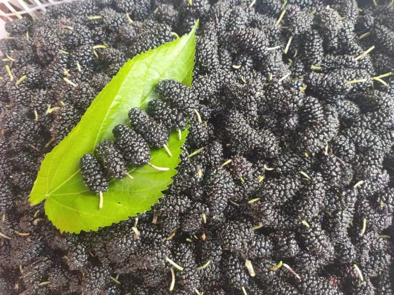 攀枝花桑葚干大量供应。