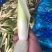 【精品茭白】预包装半成品优质茭白笋双季茭白