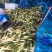 【精品茭白】预包装半成品优质茭白笋双季茭白