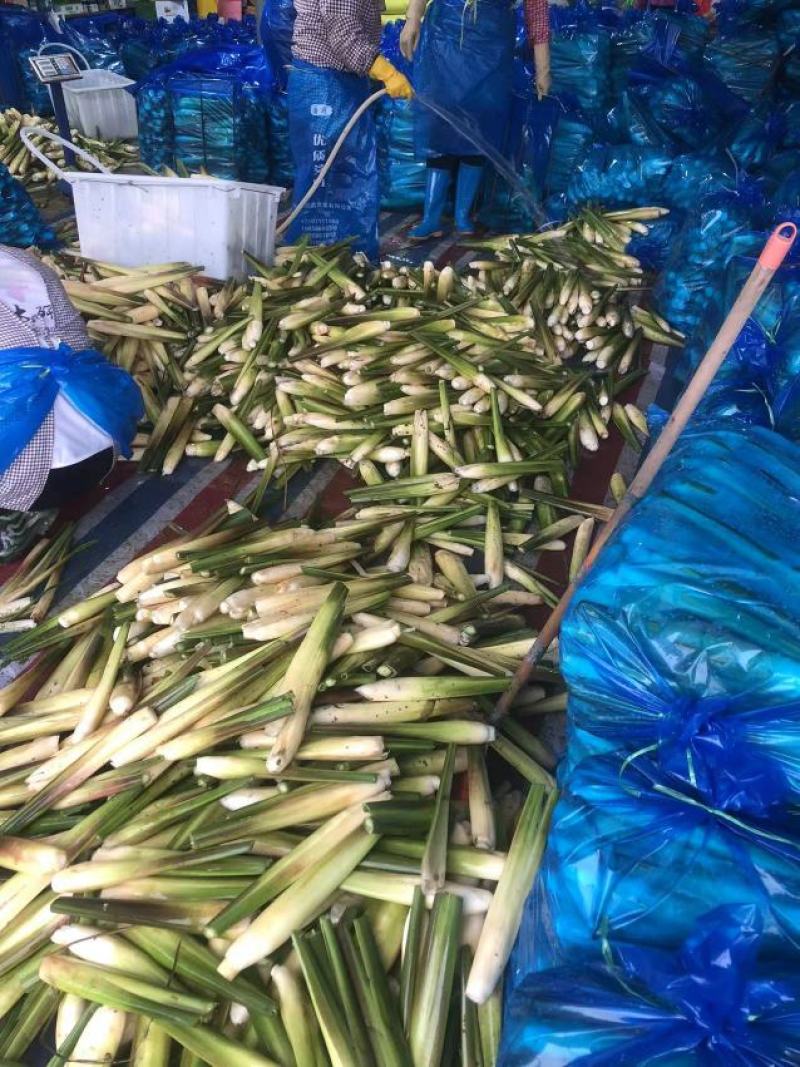【精品茭白】预包装半成品优质茭白笋双季茭白